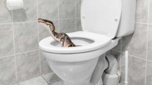 Va in bagno, si siede sul WC e un serpente lo morde proprio lì