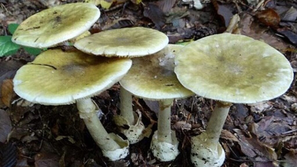 Amanita Falloide.