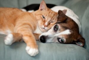 10 alimenti pericolosi per i cani e i gatti: la lista da conoscere