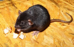 Cosa fare in caso di morso di ratto? Quello che devi sapere