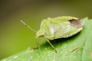 Cimici verdi: come allontanarle da casa in modo naturale