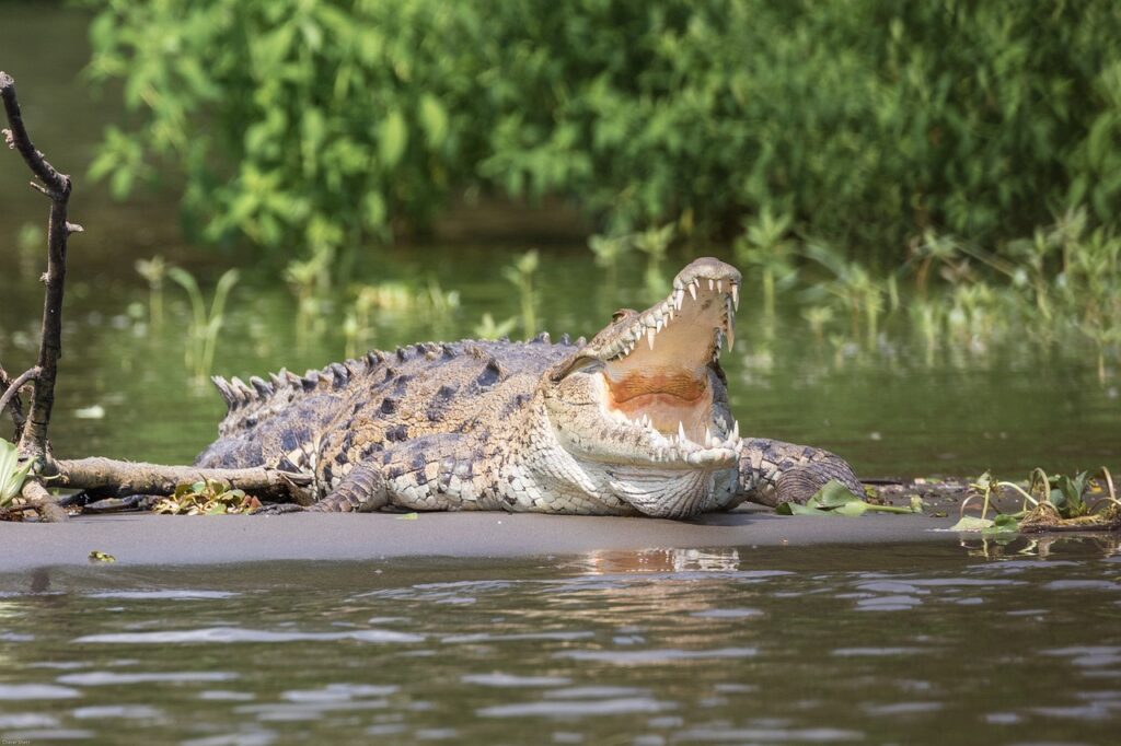 Coccodrilli salvano un cane dal fiume: perché lo hanno fatto?