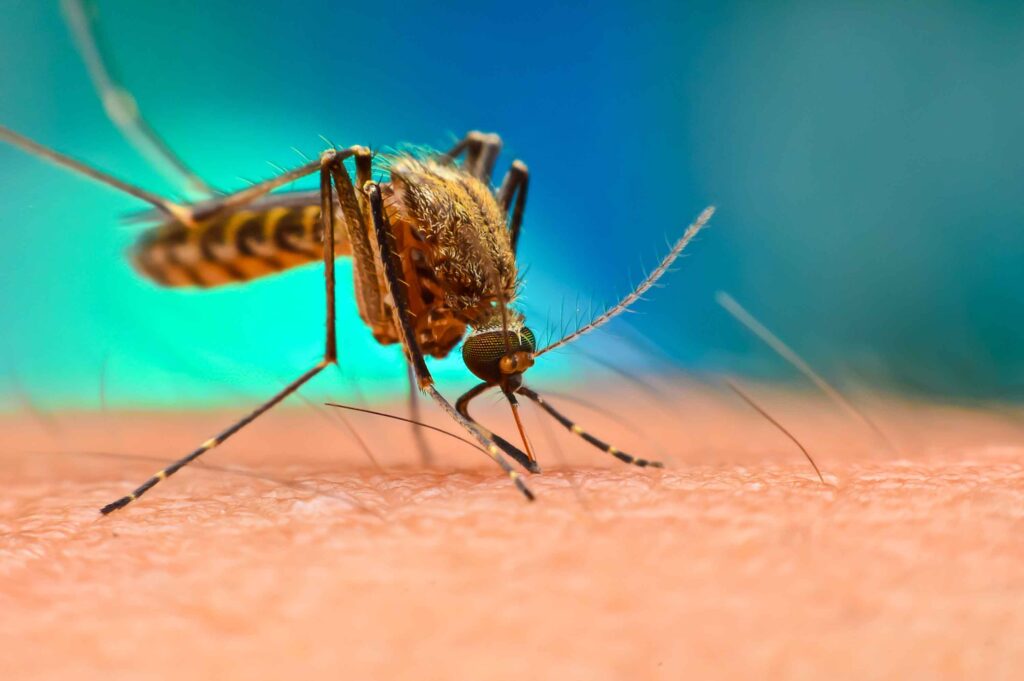 Dengue: cosa c'è da sapere e come proteggersi