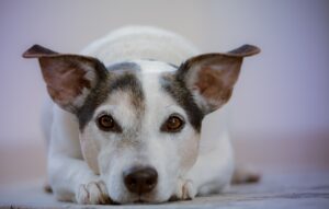 Allarme infezione tra i cani: oltre 200 casi in pochi mesi