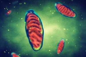 Cosa sono le malattie mitocondriali? Quello che devi sapere