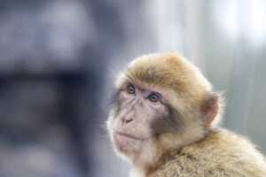 Virus B delle scimmie: come si trasmette all’uomo e i sintomi