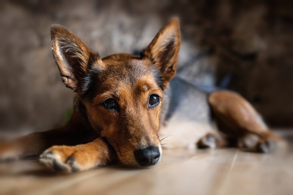 Proteggi il tuo cane: elenco completo degli alimenti umani mortali