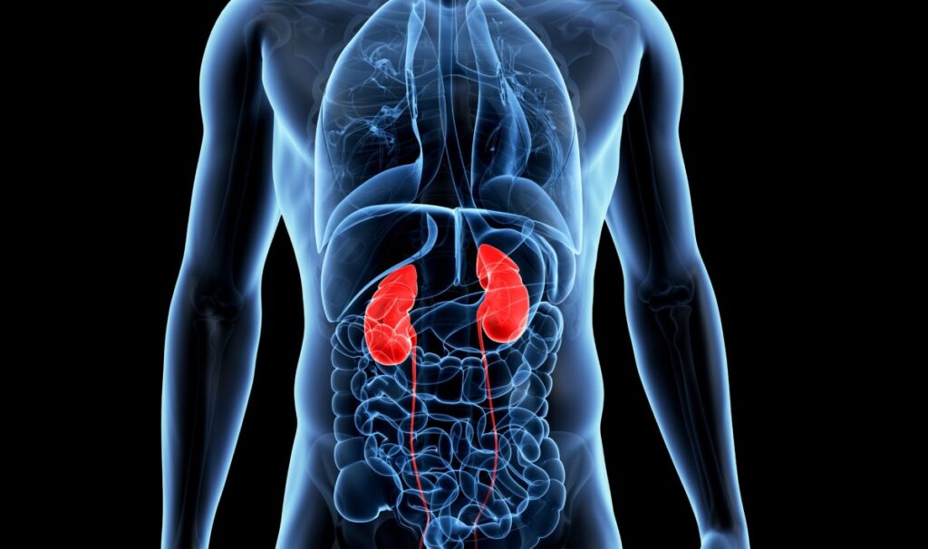 Infarto renale: sintomi, diagnosi, trattamenti