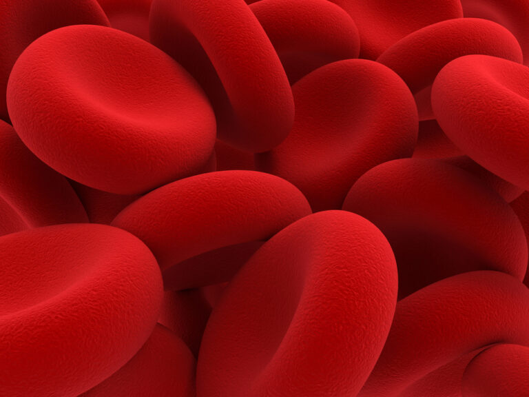 Quanti litri di sangue abbiamo nel nostro corpo?