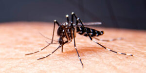Caso di Dengue nel Comasco: cosa sapere sul virus, i sintomi e la prevenzione