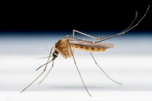È allarme per il virus Chikungunya: milioni a rischio anche in Europa