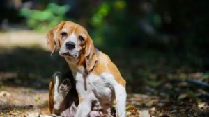 Cani e zecche: i segnali da non sottovalutare secondo i veterinari