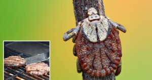 Muore dopo aver mangiato un hamburger: allergia rara da morso di zecca