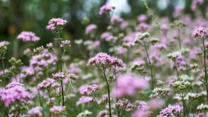 Valeriana: rimedio naturale per rilassarsi e dormire meglio
