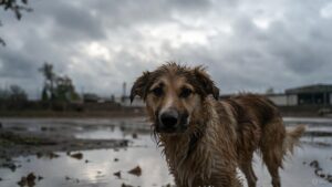 Cosa sapere sulla leptospirosi: sintomi, trasmissione e prevenzione