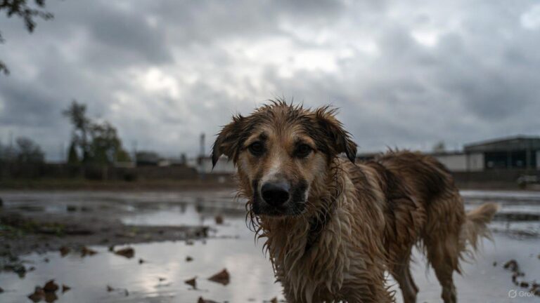 Polmonite, cosa devi sapere in breve