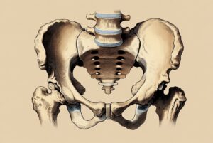 L’osso che ti tiene in piedi ogni giorno (e che quasi nessuno conosce)