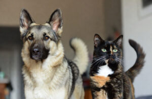 I gatti e i cani pensano davvero? La risposta della scienza