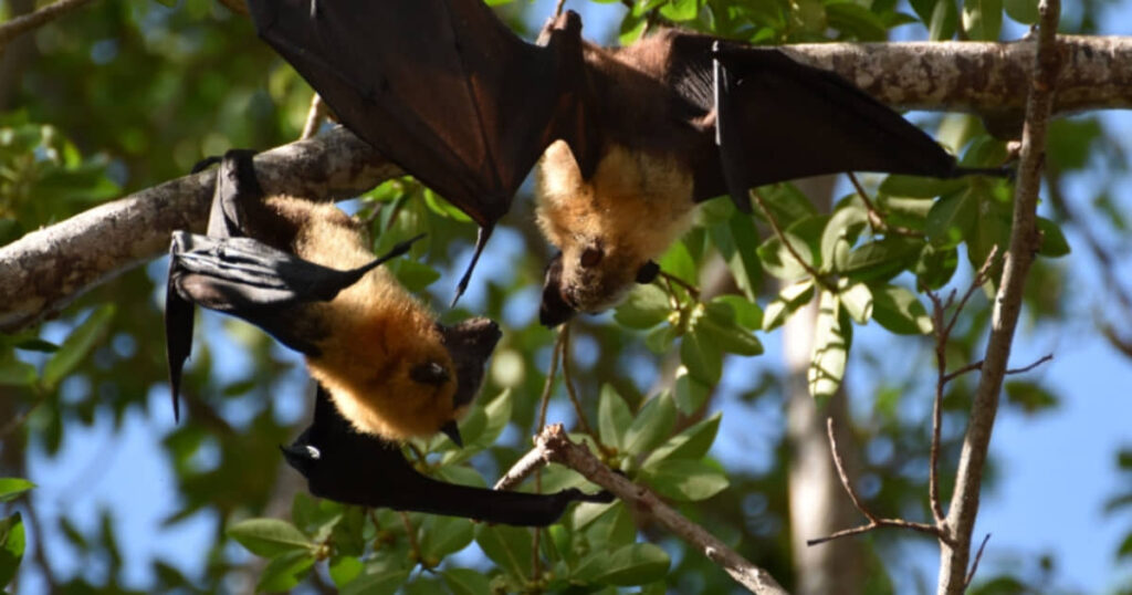 5 cose che devi sapere sul virus Nipah