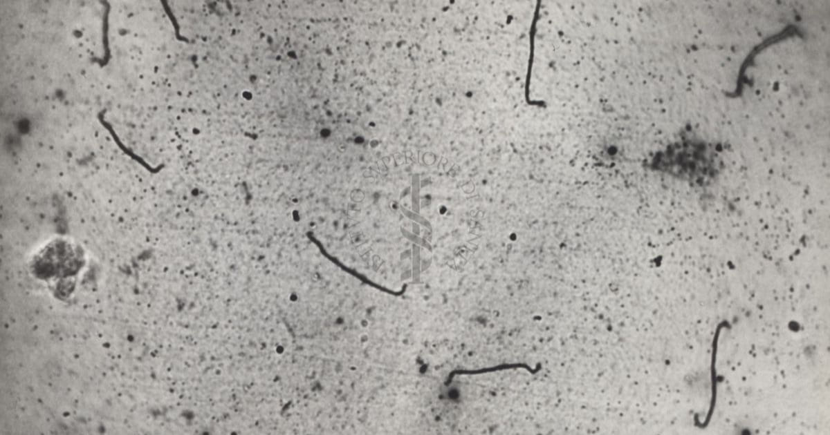 leptospirosi