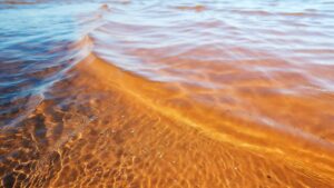 Vibrio vulnificus, cinque morti in Louisiana: cosa sapere