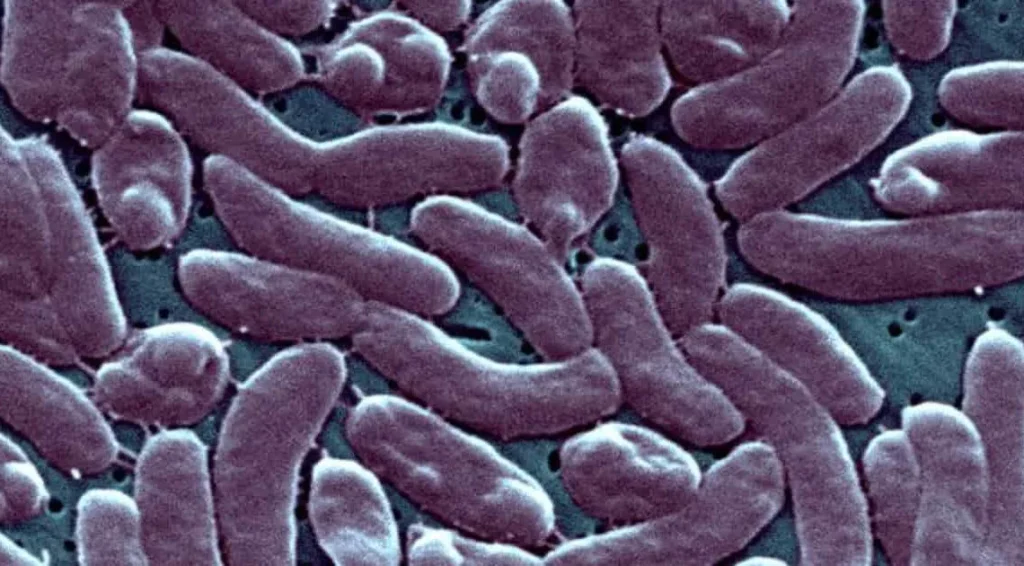Vibrio vulnificus, l’ISS: “In Italia il rischio è estremamente basso”