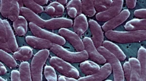 Vibrio vulnificus, l’ISS: “In Italia il rischio è estremamente basso”