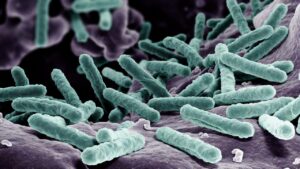 Un batterio dell’intestino consuma il colesterolo prima dell’assorbimento: la scoperta e i suoi limiti