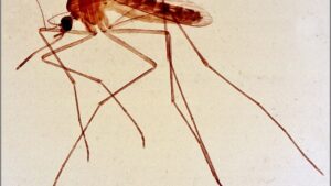West Nile a 594 casi e 41 decessi, dengue autoctona a quota 24: i dati dell’ISS e come proteggersi